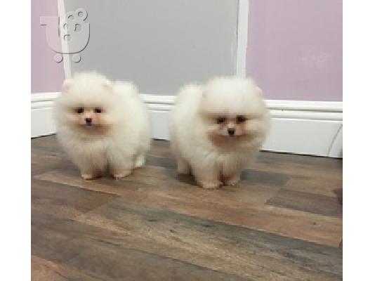 PoulaTo: Παιχνίδι Pomeranian κουτάβια για υιοθεσία